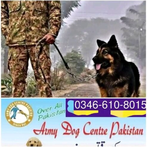 Army Dog Center Karachi 0304-0763736