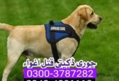 Army dog center Karachi Cantt 0349-1997297