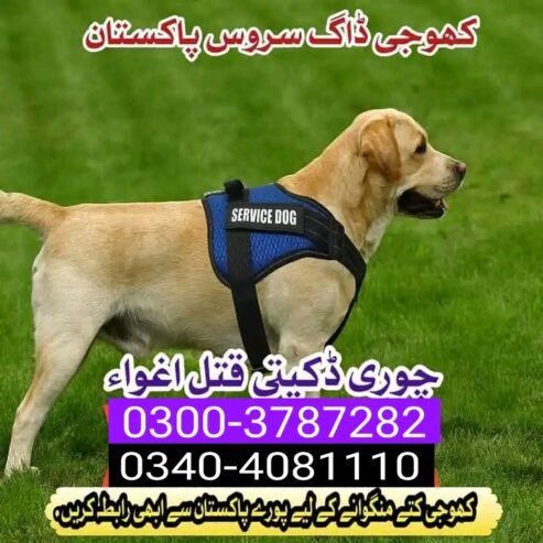 Army dog center Karachi Cantt 0349-1997297