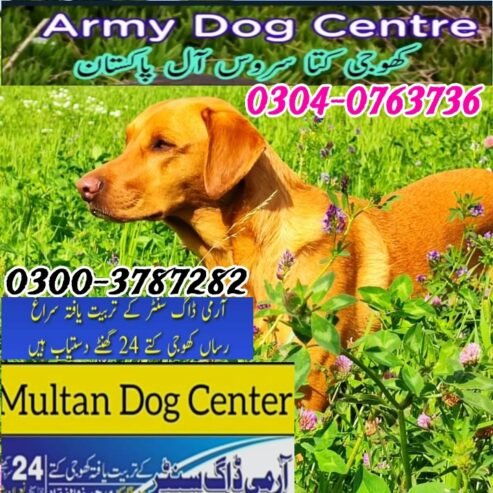 Army dog center malir cantt Karachi 03003787282