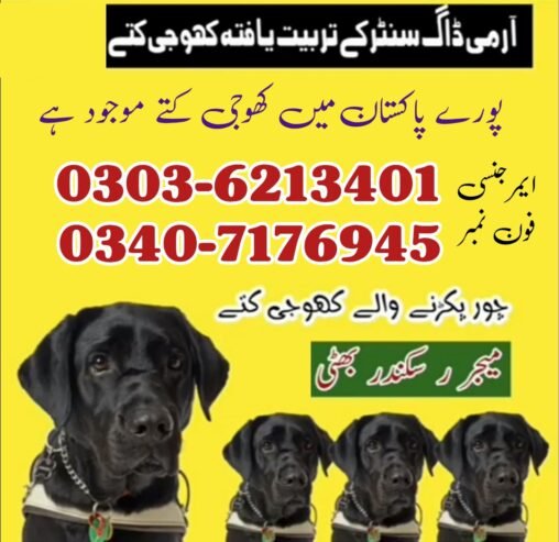 Khoji Dog In Gujranwala Cantt 03036213401 | Khoji Kutta