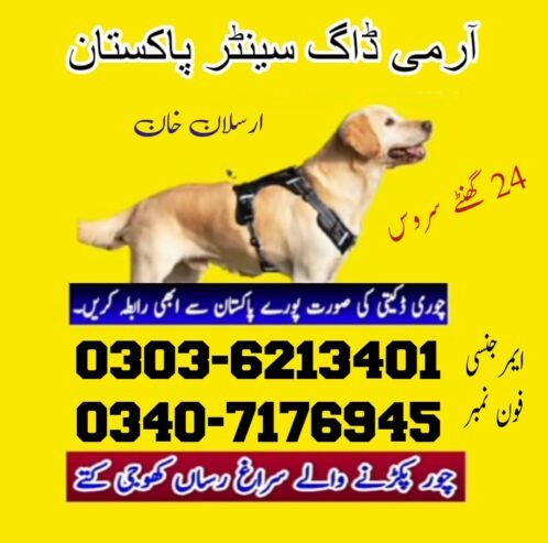 Army Dog Center In Okara 03036213401 | Khoji Kutta | Dogs