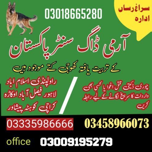 Army Dog Center Sargodha 03005373788 | کھوجی ڈاگ