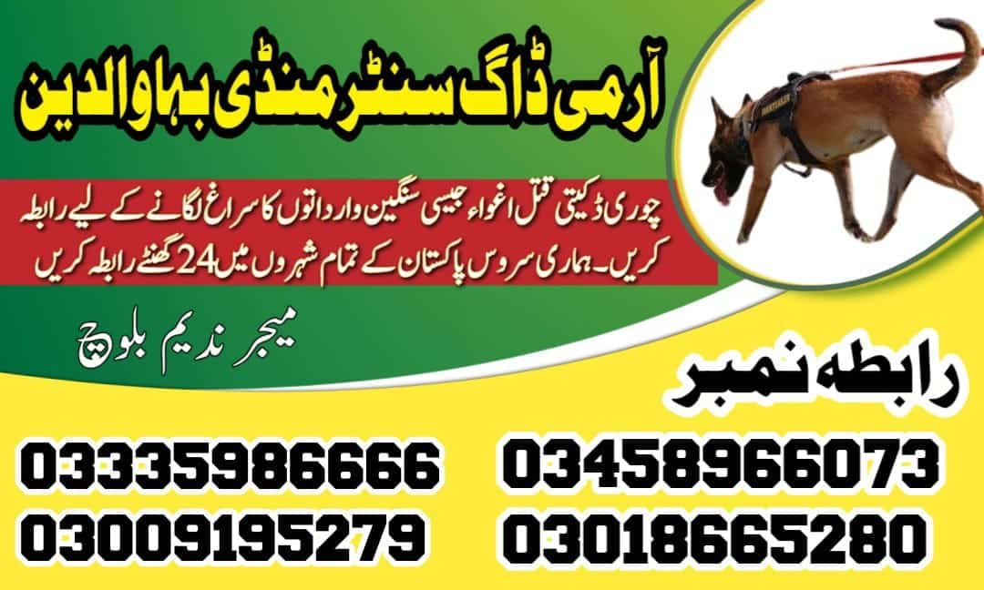 Army Dog Center Mandi Bahauddin 03018665280 | کھوجی ڈاگ