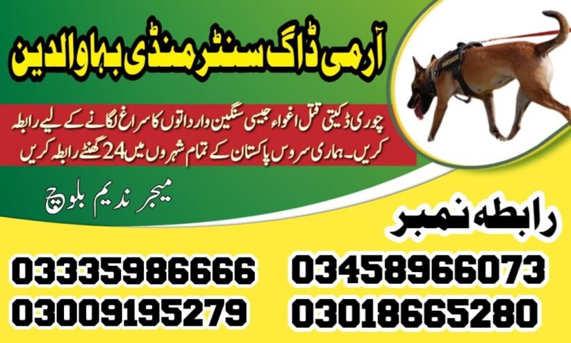 Army Dog Center Mandi Bahauddin 03458966073 | Sniffing dogs