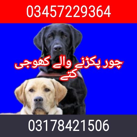 Army dog center islamabad 03457229364