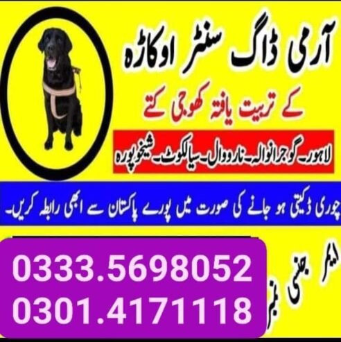 Army Dog Center Murree 03335698052