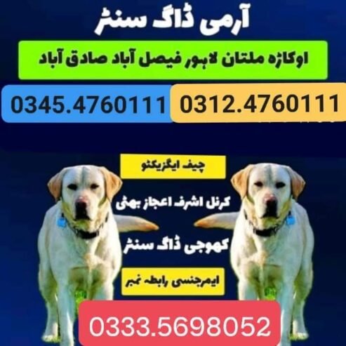 ARMY DOG CENTER KPK 03014171118