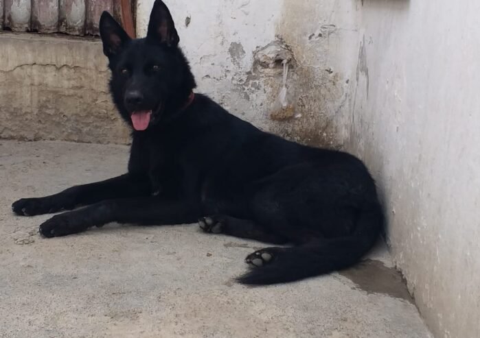 Black German Shepherd