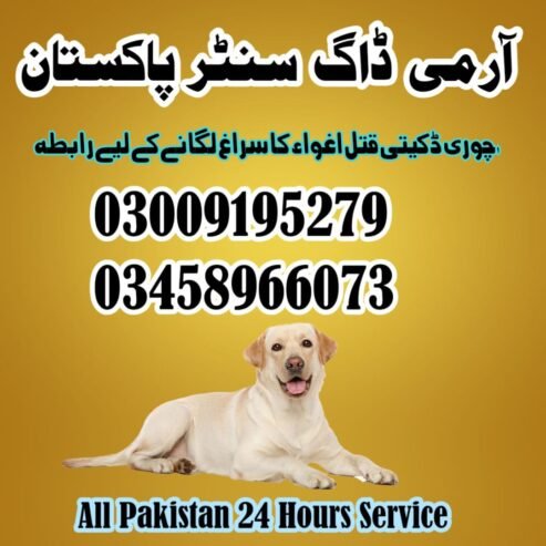 Army Dog Center Chiniot 03009195279 | Khoji dogs In Chiniot