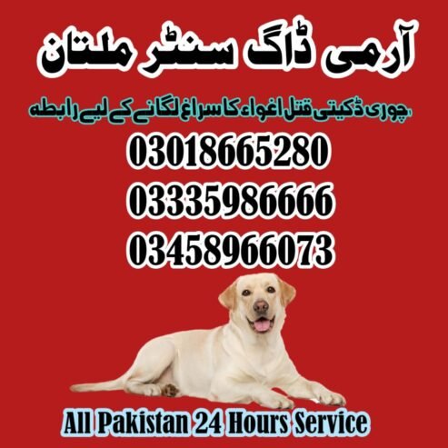 Army dog center multan 03005373788 | Khoji kuttay in multan