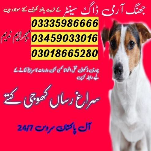 Army Dog Center Jhang 03458966073 | (Khoji dogs)