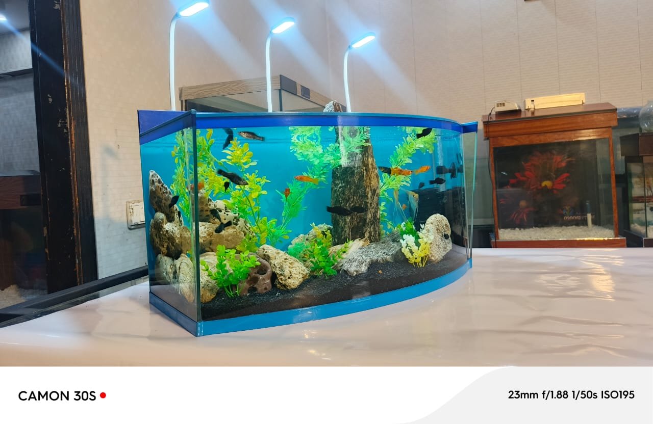 Blue heaven aquarium