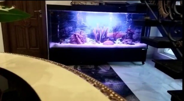 Monster tank fancy aquarium