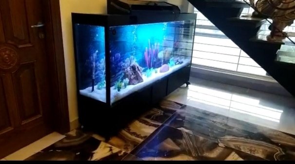 Monster tank fancy aquarium