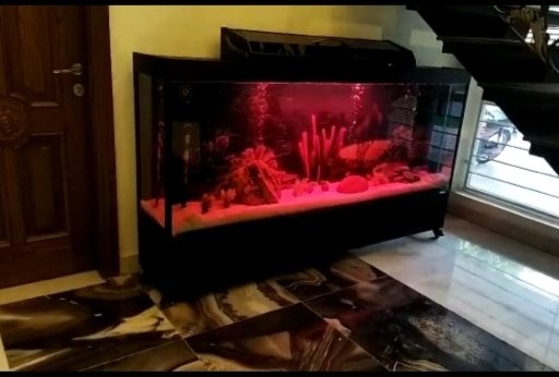 Monster tank fancy aquarium