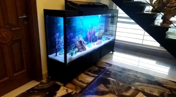 Monster tank fancy aquarium