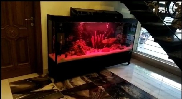 Monster tank fancy aquarium