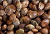 buy fresh Coca Seeds and coca leaves online