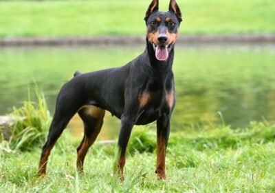 Doberman_Pinschers