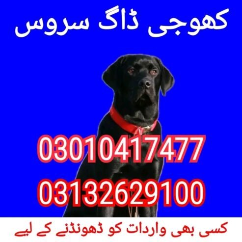 Army dog center 03010417477 (khoji dog)