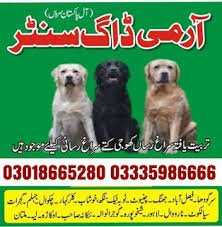 Army Dog Center Faisalabad 03009195279 | Khoji Dogs In FSD