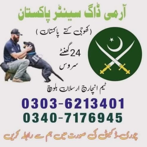 Tracing Dog Center Lahore 03036213401 | Khoji kutte