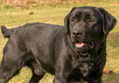 Labrador-Retriever-standing-outdoors