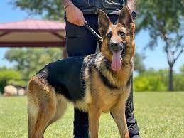 Army Dog Center Multan 03036213401 | Khoji Dogs Multan