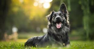 Army Dog Center Rawalpindi 03036213401 | Khoji Dogs In Rawal