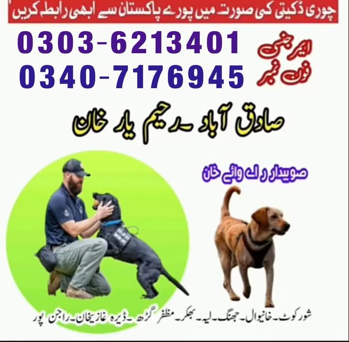 Army Dog Center Rawalpindi 03036213401 Khoji Dogs Rawalpindi