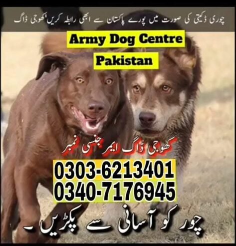 Army Dog Center Islamabad 03036213401 Khoji Dog Islamabad
