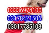 Army Dog Center Hydrabad03010417477