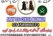 Army Dog Center Mianwali 03018665280 Khoji Dogs Mianwali