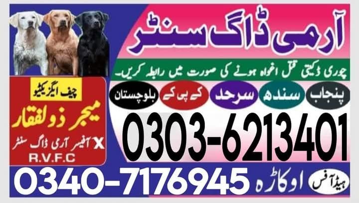Army Dog Center Rawalpindi 03036213401 KhojiDogs Rawalpindi
