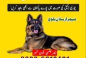 Army Dog Center Peshawar 03036213401 Khoji kutta contact no