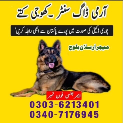 Army Dog Center Peshawar 03036213401 Khoji kutta contact no