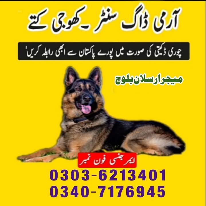 Army Dog Center Chakwal 03036213401 | Khoji Dogs Chakwal