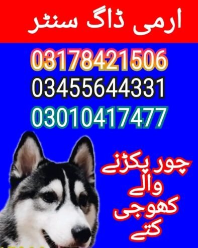 Army dog center 03017735103 (کھوجی ڈاگ)