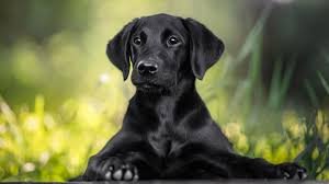 Army Dog Center Peshawar 03036213401 Khoji kutta contact no