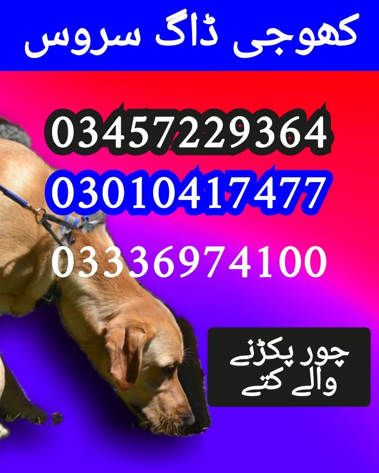 Army dog centers in pakistan 03010417477 (کھوجی کتے)