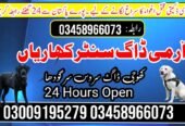 Khoji Dog Center Chakwal 03458966073 | کھوجی ڈاگ