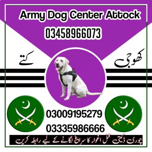 Army Dog Center Attock 03458966073 | Khoji Dogs Attock Cantt