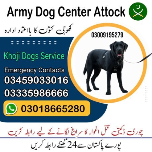 Army Dog Center Attock 03458966073 | Khoji Dogs Attock Cantt