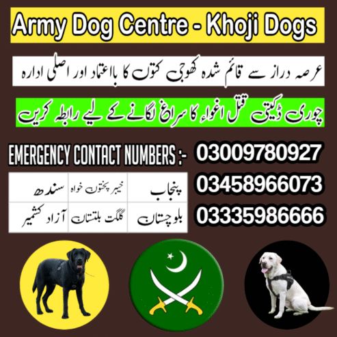 Khoji Dog Center Peshawar 03459033016 | کھوجی ڈاگ سینٹر