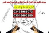 Khoji Dog Center Chiniot 03458966073 | Khoji Kutta Chiniot