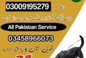 Army Dog Center Rawalpindi 03459033016! KHOJI DOG RAWALPINDI