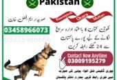Army Dog Center Rawalpindi 03459033016! KHOJI DOG RAWALPINDI