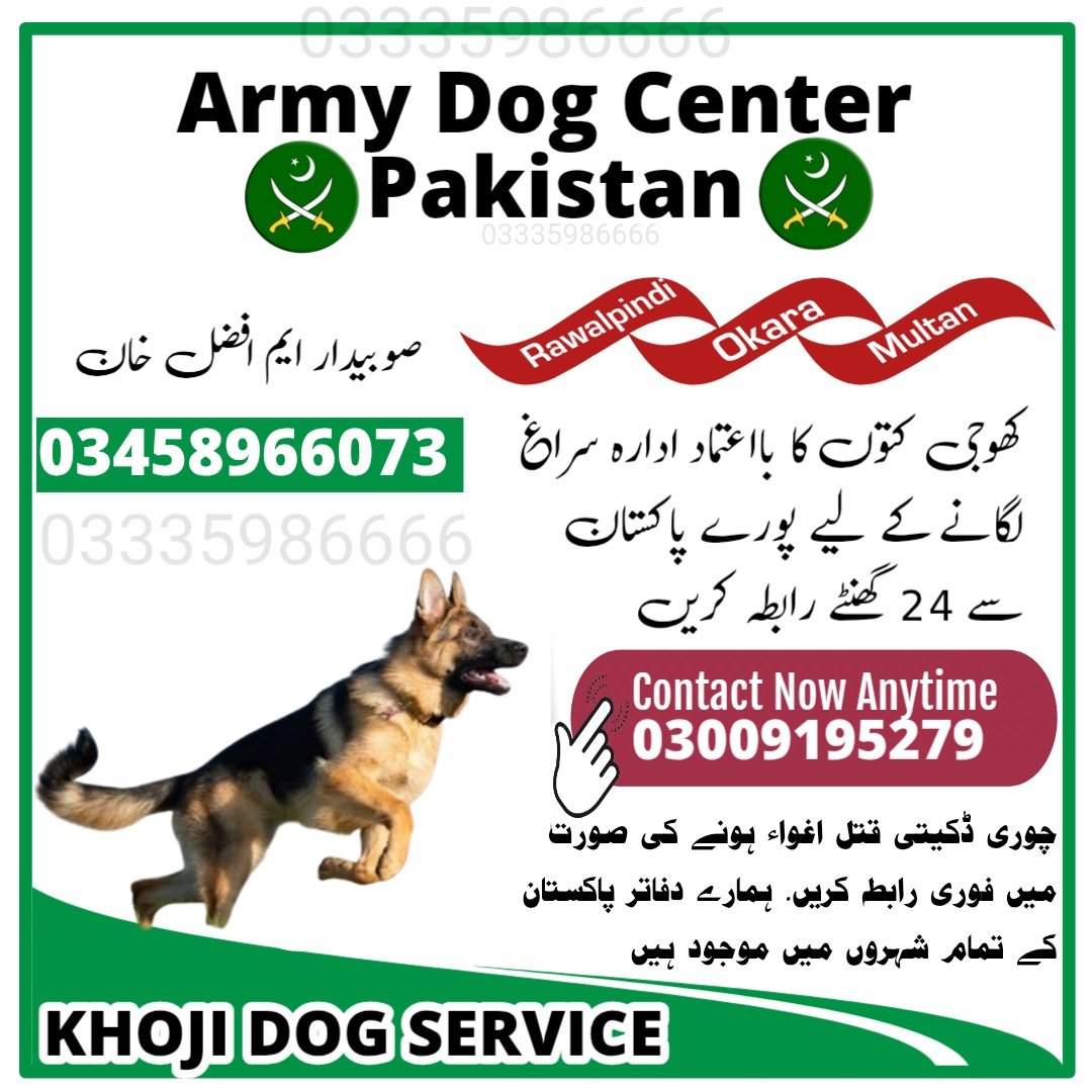 Army Dog Center Rawalpindi 03459033016! KHOJI DOG RAWALPINDI