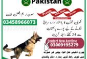 ARMY DOG CENTER MARDAN 03459033016 | KHOJI DOG IN MARDAN